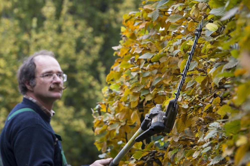Heckenschnitt und Gartenpflege in Vlotho Mitarbeiter beim fachgerechten Rückschnitt einer hohen Hecke mit Heckenschere